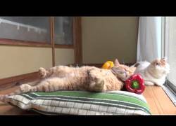 Enlace a ¡No conozco almohada más cómoda!