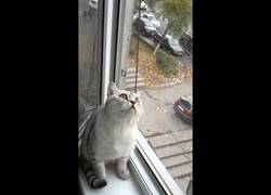 Enlace a No sabemos qué hay pero a este gatito le parece muy interesante