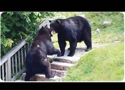 Enlace a Lo de 'osos amorosos' es un concepto desconocido para ellos