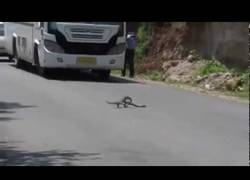 Enlace a Impactante pelea de mangosta y cobra en plena carretera