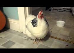 Enlace a ¿Alguna vez te has preguntado cómo estornuda una gallina?
