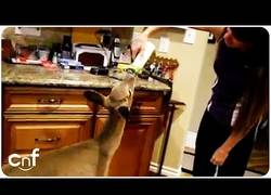 Enlace a Bebé de cervatillo tomando un biberón