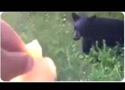 Enlace a ¿Te atreverías a dar de comer a un oso a esta distancia?