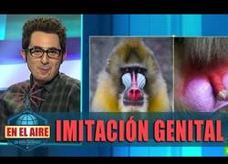 Enlace a Aprendiendo de imitación genital con Buenafuente