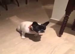 Enlace a El perro facha: ¡Que viene el coletas!