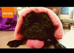 Enlace a Dosh, el Bulldog Francés que piensa que es un motor diésel