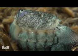 Enlace a Es increíble cómo esta tarántula muda de exoesqueleto