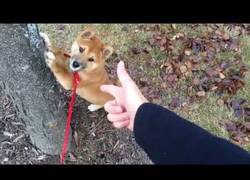 Enlace a Este perrito ya está entrenado para participar en CSI