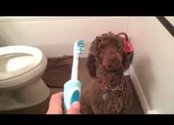 Enlace a ¿A quién no le gusta el cepillo de dienes?