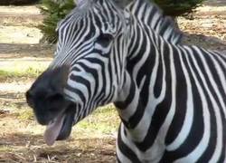 Enlace a Así se ríe mi cuñada cuando cuento un chiste