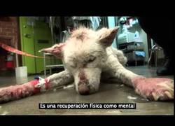 Enlace a Increíble y emotiva recuperación de este Husky