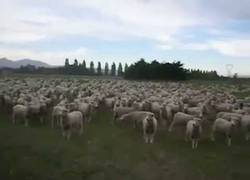 Enlace a El hombre que hablaba con las ovejas