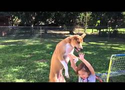 Enlace a Solo dura unos segundos pero fíjate en la reacción de este perro al darse cuenta de que caía encima