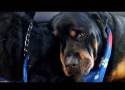 Enlace a Este Rottweiler llora por la muerte de su hermano ¿Quién dice que no tienen sentimientos?