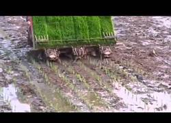 Enlace a Así siembran arroz en China