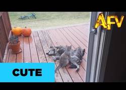 Enlace a Mi perro tiene su propio masajista