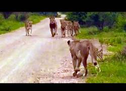 Enlace a Después de estar perdida tres días, esta leona encuentra a su manada