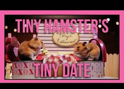 Enlace a La cita entre estos dos hamsters es muy romántica