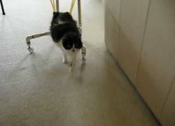 Enlace a Este gato anda gracias a una silla de ruedas casera