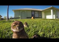 Enlace a Este es el swag que tienen los búhos cuando nadie los ve