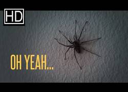 Enlace a Si le tienes miedo a las arañas NO mires este vídeo