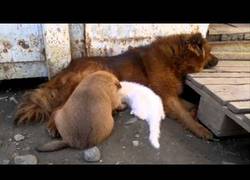 Enlace a Este gatito fue abandonado pero esta mamá perro está dispuesta a amamantarlo