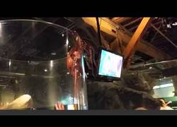 Enlace a Este pulpo ya se ha cansado de vivir en el aquarium de Seattle