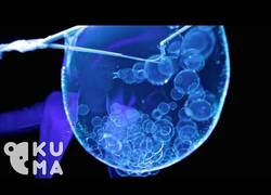 Enlace a Hacer burbujas nunca fue tan bonito