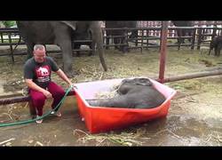Enlace a El elefantito más patoso del mundo intenta darse un baño