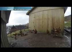 Enlace a ¿Es de día o de noche? El eclipse solar egañó a estas gallinas