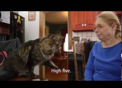 Enlace a Esta mujer entrena a sus gatos con lengua de signos