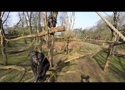 Enlace a Los chimpancés no son muy fan de los drones