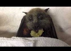 Enlace a A los murciélagos les encantan las uvas