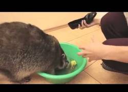 Enlace a Cielo, ¿has visto mi móvil?