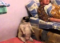 Enlace a Dicen que los perros se parecen a sus amos... ¿Será este el perro de Paquirrín?