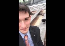 Enlace a Este cuervo cree que es muy sigiloso