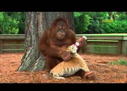 Enlace a ¿Quién dijo que los orangutanes no puede ser buenos cuidadores?