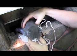 Enlace a Rescatan a un gatito atrapado y su madre no puede ser más feliz
