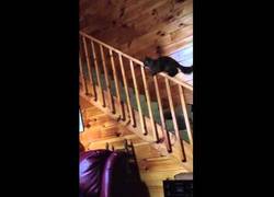 Enlace a Este gato baja las escaleras como Mary Poppins, o por lo menos lo intenta