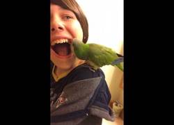 Enlace a Para qué ir al dentista teniendo a un loro tan avispado en casa [Abstenerse sensibles]