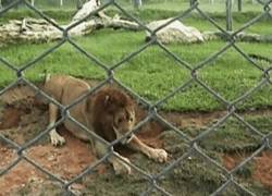 Enlace a Este león siente la hierba por primera vez después de 13 años enjaulado