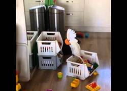 Enlace a Loros, que se entretienen con cualquier cosa