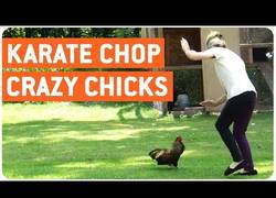 Enlace a Las gallinas pueden ser muy vengativas