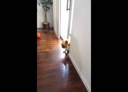 Enlace a Este perro se da cuenta de lo que ha hecho y evita la situación