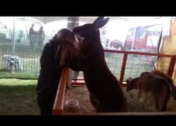 Enlace a Este canguro necesita amor y lo necesita ya
