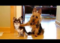 Enlace a Este perro es un chivato de cuidado