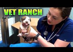 Enlace a Rescatan a un cachorro de Pitbull abandonado con la mandíbula rota