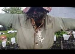 Enlace a Este espantapájaros no espanta a los pájaros precisamente