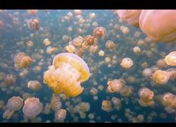 Enlace a Surrealista buceo con millones de medusas a tu alrededor