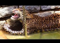 Enlace a Impactante rescate de un leopardo que había caído a un pozo